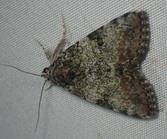 Catocala connubialis