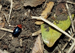 Kuschelina gibbitarsa