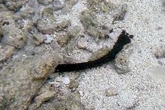 Holothuria leucospilota image