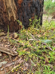 Acacia aculeatissima