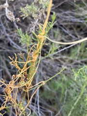 Cuscuta californica