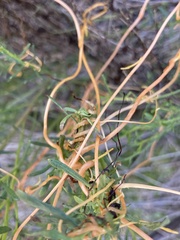 Cuscuta californica