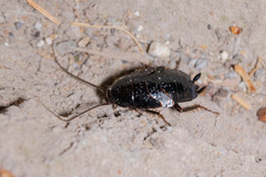 Parcoblatta americana