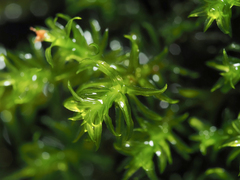 Dichodontium pellucidum