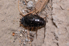 Parcoblatta americana