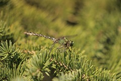 Ophiogomphus colubrinus