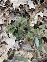 Chamaebatia foliolosa