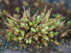 Aulacomnium androgynum