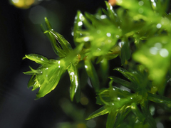 Dichodontium pellucidum