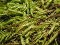 Plagiothecium undulatum