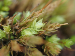 Aulacomnium androgynum