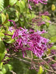 Fuchsia paniculata