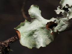 Cetrelia cetrarioides