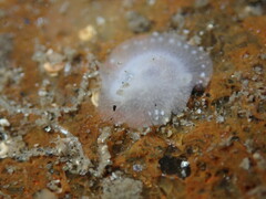 Conualevia alba