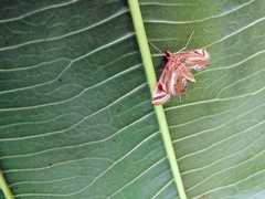 Eoophyla gibbosalis