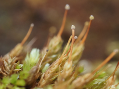 Aulacomnium androgynum