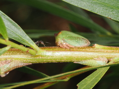 Sextius virescens