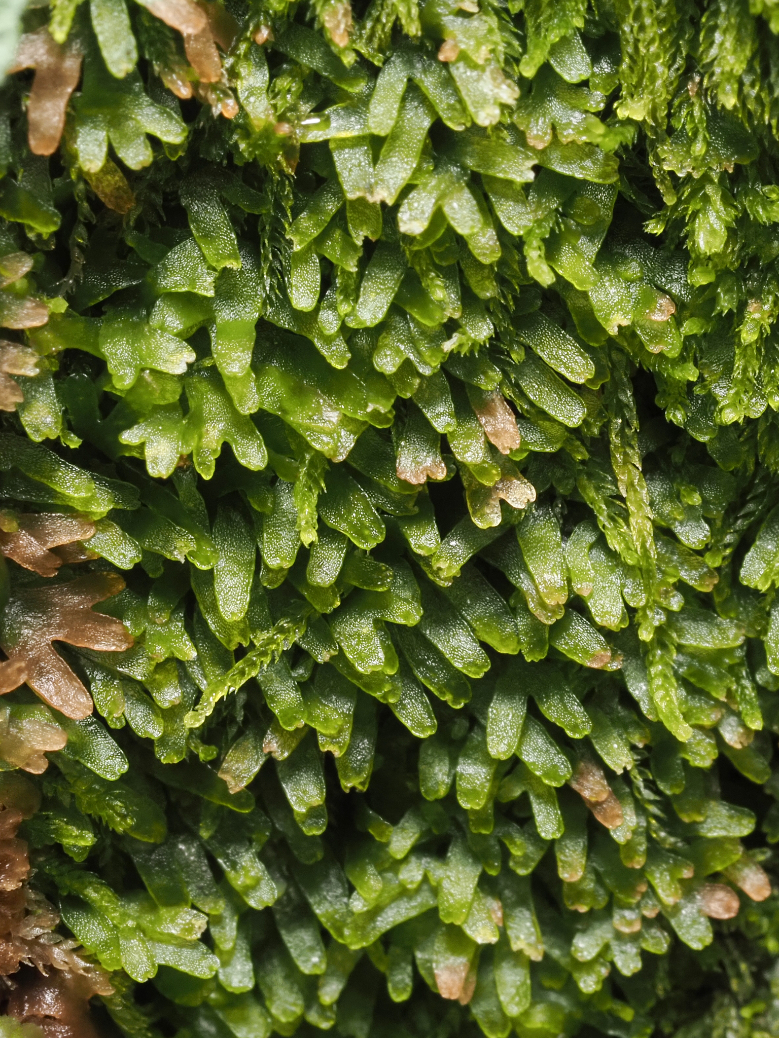 Riccardia latifrons