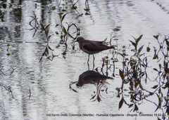 Tringa solitaria