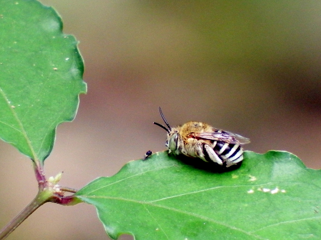 White-footed Blue banded Bee