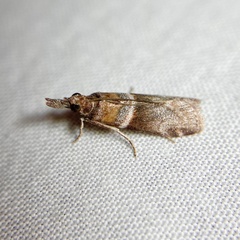 Calguia defiguralis