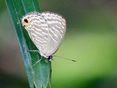 Jamides alecto dromicus