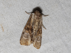 Epicyrtica leucostigma