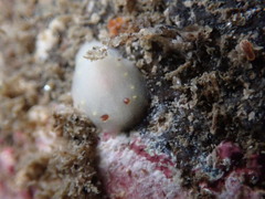 Cadlina flavomaculata