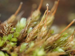 Aulacomnium androgynum