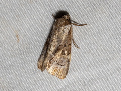 Epicyrtica leucostigma