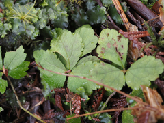 Tiarella trifoliata