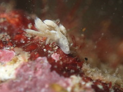 Trinchesia albocrusta