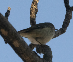 Vireo huttoni
