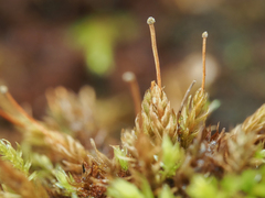 Aulacomnium androgynum