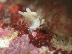 Trinchesia albocrusta