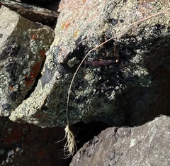 Urocerus flavicornis