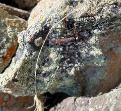 Urocerus flavicornis