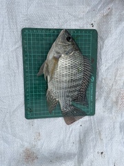 Oreochromis