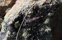 Urocerus flavicornis