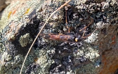 Urocerus flavicornis