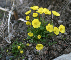 Ranunculus gelidus