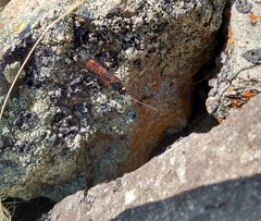 Urocerus flavicornis