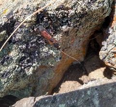 Urocerus flavicornis