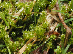 Rhytidiadelphus squarrosus