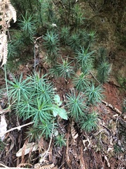 Dawsonia