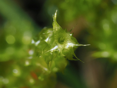 Rhytidiadelphus squarrosus