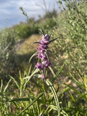 Trichostema lanatum