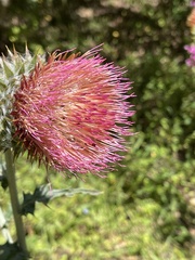 Cirsium subcoriaceum
