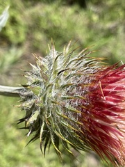 Cirsium subcoriaceum