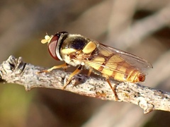 Simosyrphus grandicornis